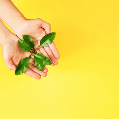 Female hands holding green plant on yellow background. Ecology concept. Place for text.
